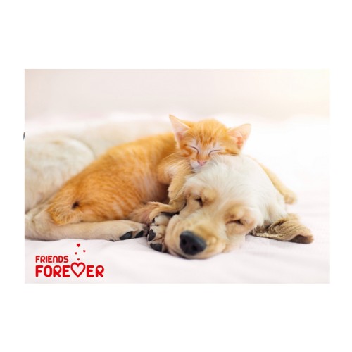 Caiet mecanic PP A4, design animale